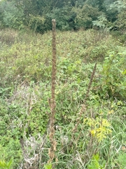 Verbascum densiflorum
