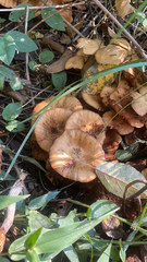 Armillaria