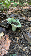 Heterophyllidia