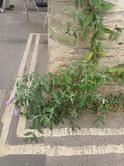 Buddleja davidii