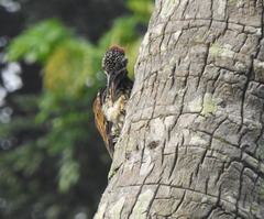 Dinopium benghalense