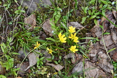 Saxifraga hirculus