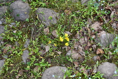 Saxifraga hirculus
