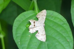 Dysaethria flavistriga