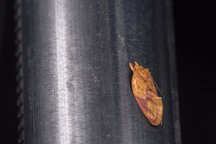 Aeolanthes erythrantis