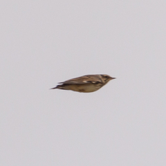 Lullula arborea