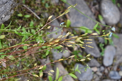 Draba hirta