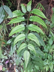 Coniogramme fraxinea