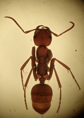 Polyergus rufescens