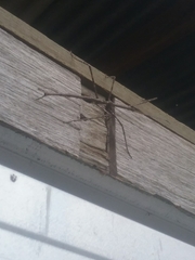 Ctenomorpha marginipennis