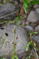 Luzula multiflora sibirica