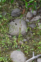 Luzula multiflora sibirica