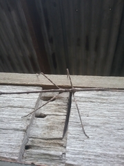 Ctenomorpha marginipennis