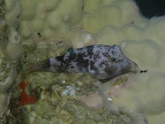 Canthigaster solandri