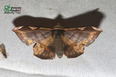 Fascellina albicordis