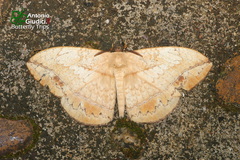 Sphingognatha asclepiades