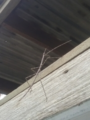 Ctenomorpha marginipennis