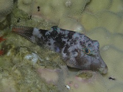 Canthigaster solandri