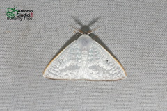 Arctornis poecilonipha