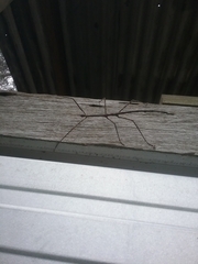 Ctenomorpha marginipennis