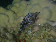 Canthigaster solandri