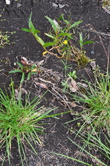 Ranunculus pedatifidus affinis