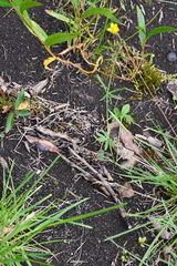 Ranunculus pedatifidus affinis