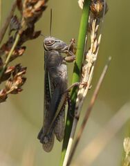 Eyprepocnemis plorans