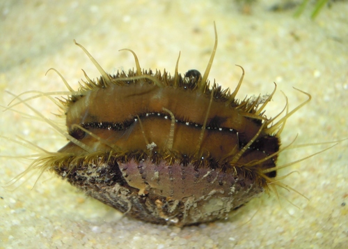 Variegated Scallop