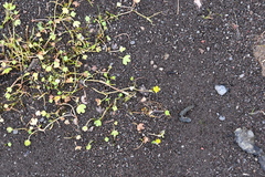 Ranunculus hyperboreus