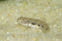 Gobius niger