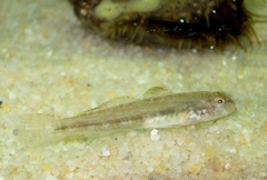 Gobius niger