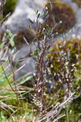 Draba hirta