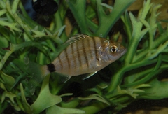 Diplodus puntazzo