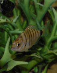 Diplodus puntazzo