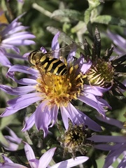 Epistrophe grossulariae