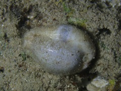 Naria erosa