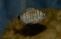 Diplodus puntazzo