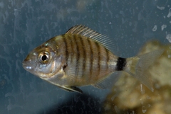 Diplodus puntazzo