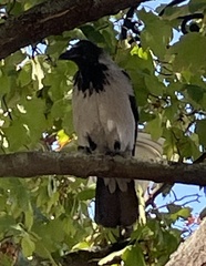 Corvus cornix