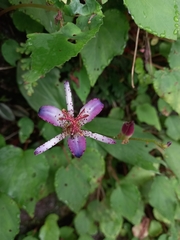 Tricyrtis formosana