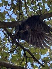 Corvus cornix