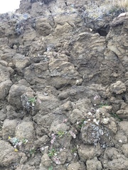 Braya thorild-wulffii