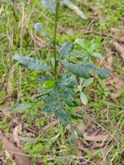 Dodonaea viscosa