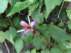 Tricyrtis formosana