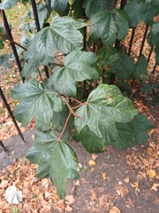 Acer pseudoplatanus