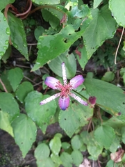 Tricyrtis formosana
