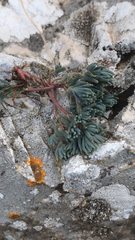 Caryophyllales