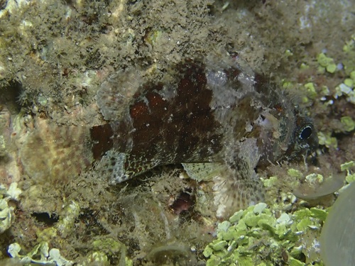 Sebastapistes mauritiana observed 2022-09-20