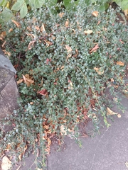 Cotoneaster × suecicus